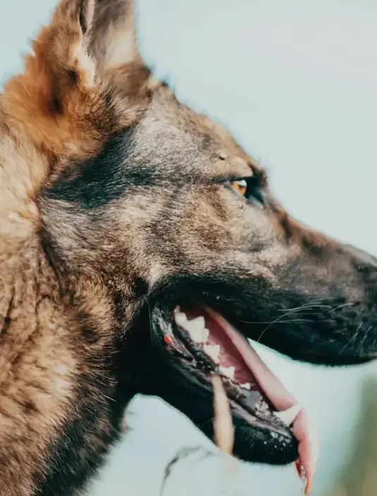 Animal Control Officers Branding, CMS, Content Creation, Hosting & Maintenance, SEO, Web Design, Web Development, WordPress project